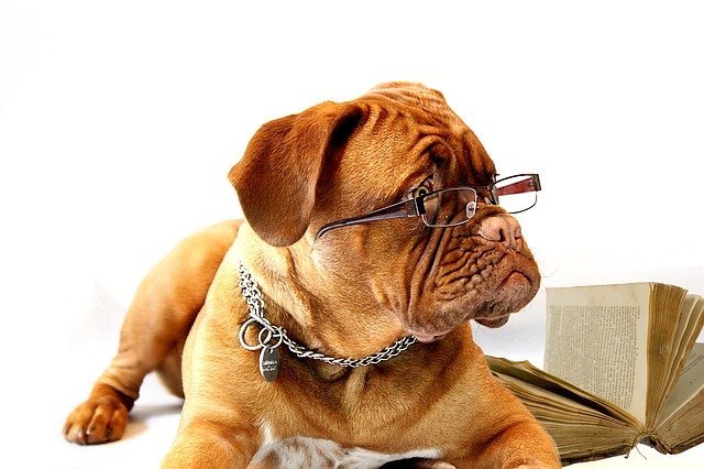 rentrée chien qui lit