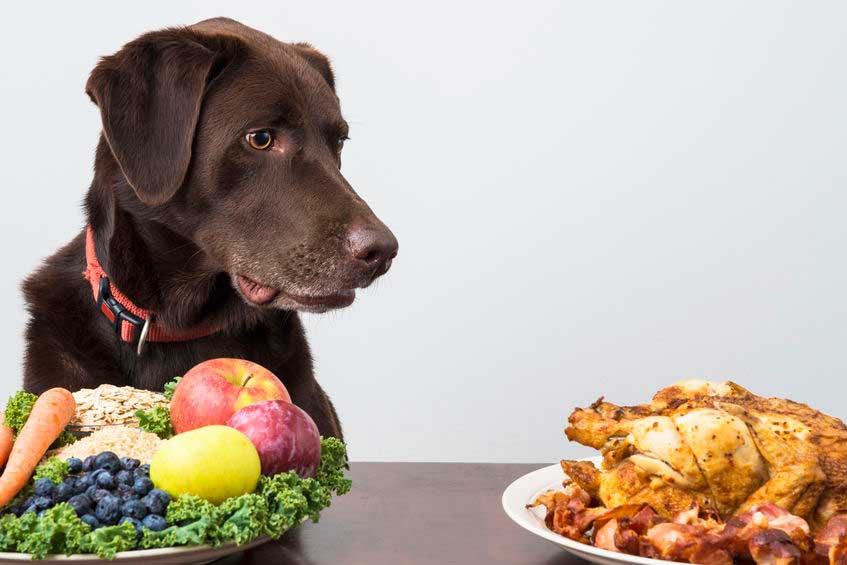 Alimentation chien