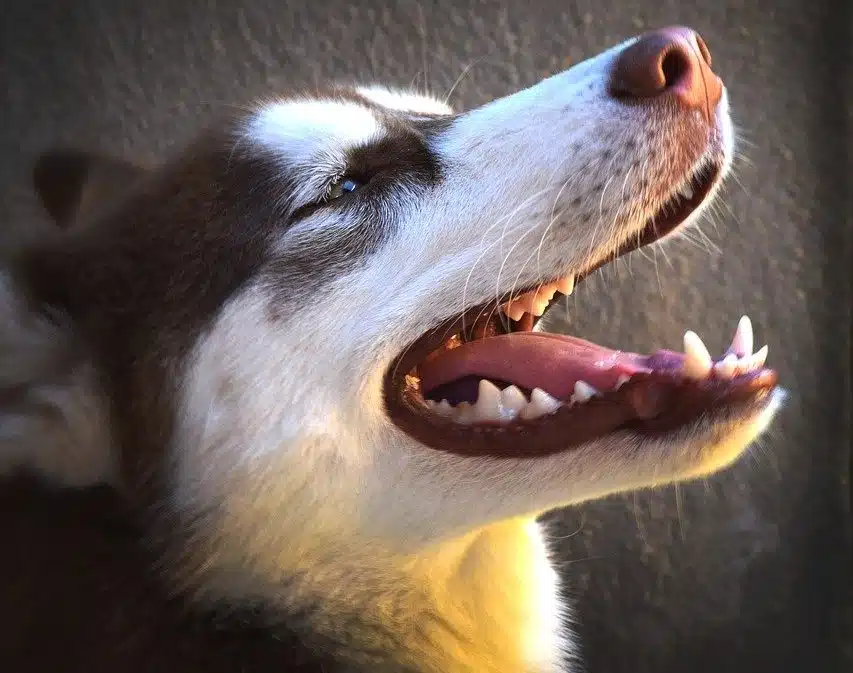 Chien avec de belles dents
