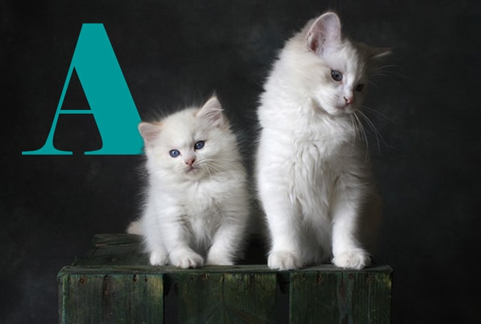 Chatons
