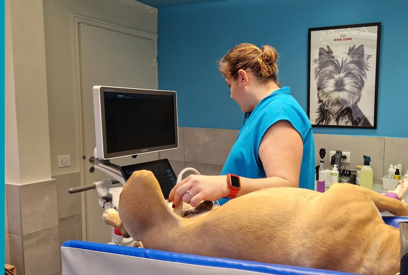 Échographie d'un chien à la clinique vétérinaire d'Eoures