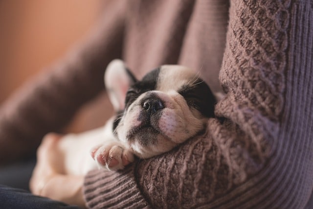 Chiot dans les bras
