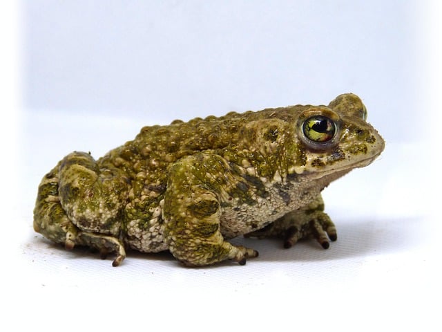 Crapaud