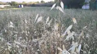 Epillets