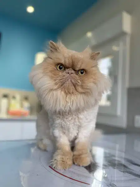 Minou pour son vaccin