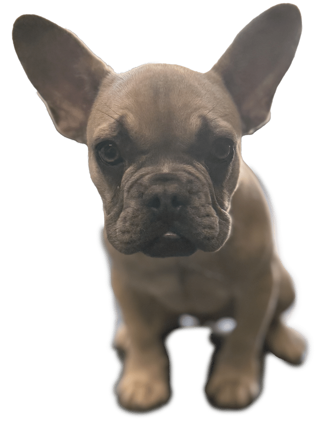 Vétérinaire Marseille 11ème Bouledogue français