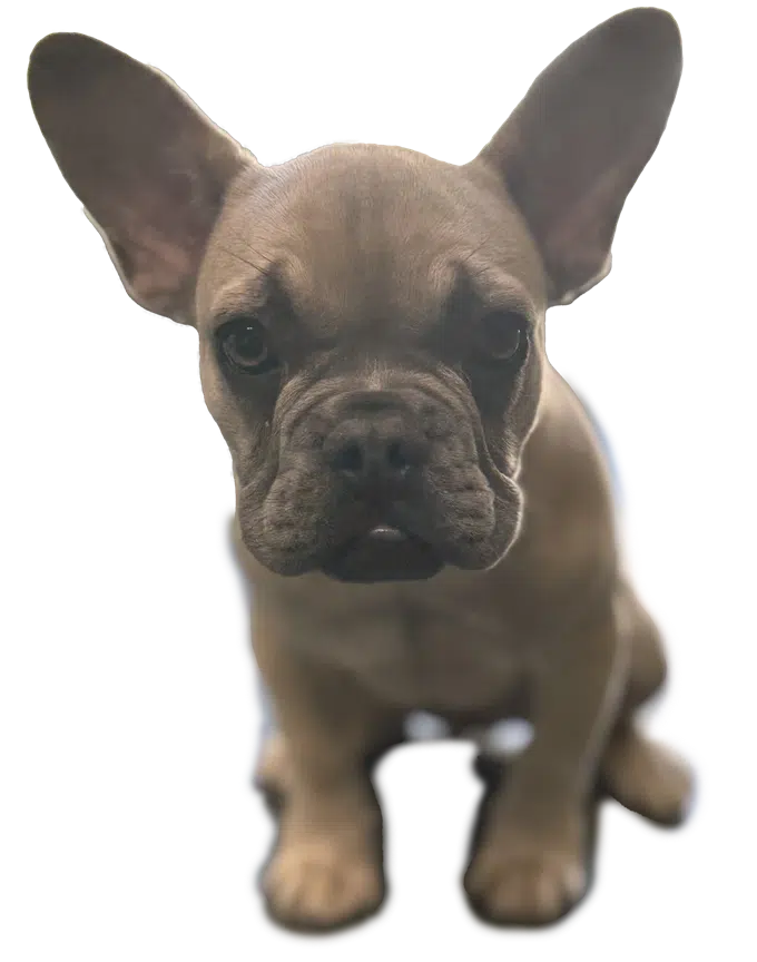 Amos pour sa première visite 2 Vétérinaire Marseille 11ème Bouledogue français