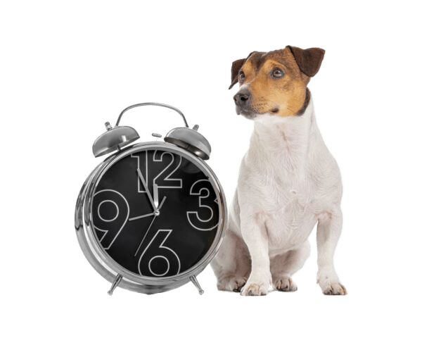 Horaires de la clinique vétérinaire d'Eoures