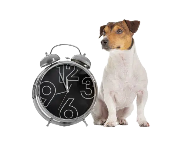 Horaires de la clinique vétérinaire d'Eoures