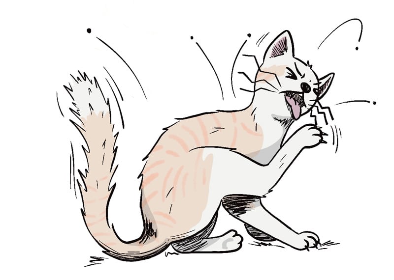 Chat qui se gratte