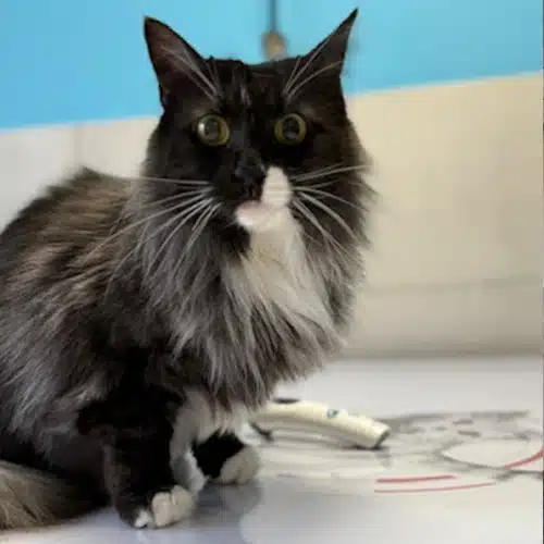 Patient-dela-clinique-d'Eoures Patient de la clinique vétérinaire Marseille Eoures