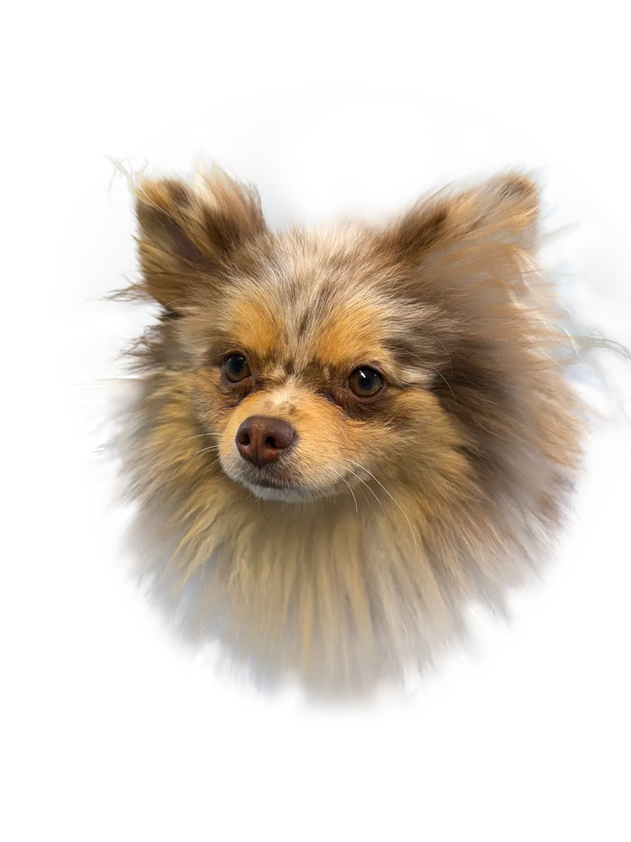 Veterinaire Marseille 11ème Loulou