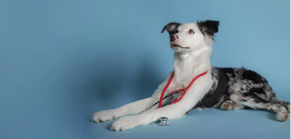 Veterinaire-marseille-eoures-web2 Vétérinaire Marseille Clinique d'Eoures