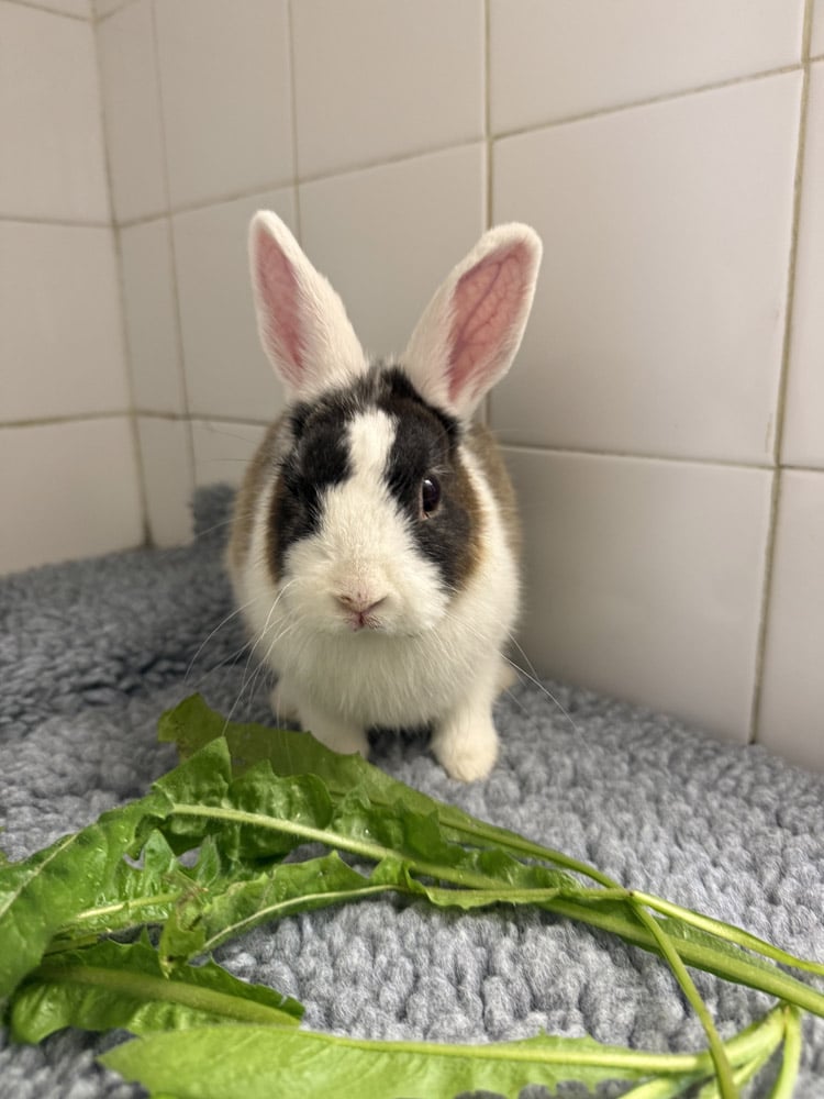 lapin sauvé d'un AVP