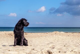 Chien à la plage
