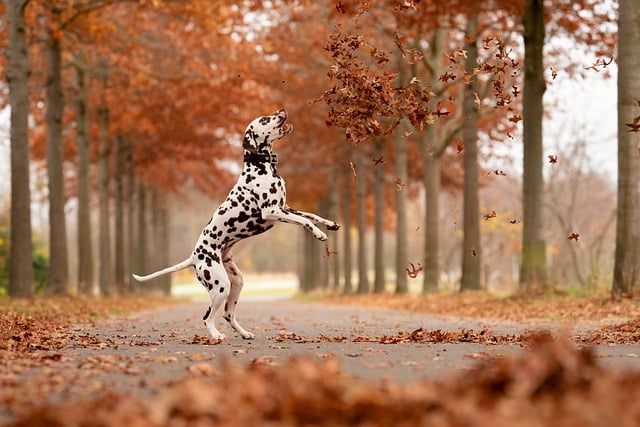 Automne