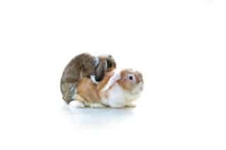 Stérilisation du lapin
