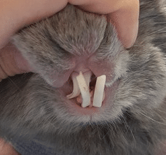 Dents de lapin présentant un défaut d'usure