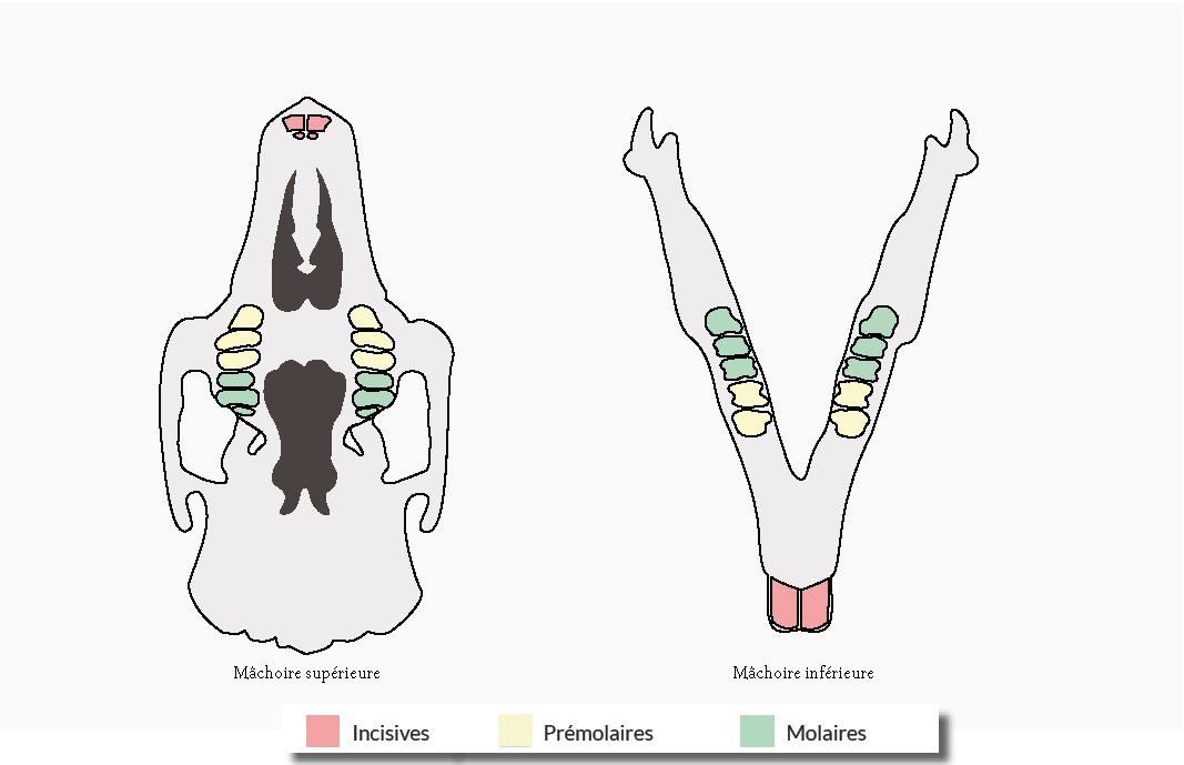 Formule dentaire du lapin (dessin Vetaction Conseil)