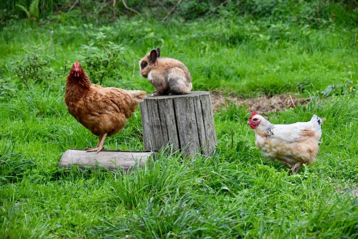 poules et lapins dans le même enclos à Marseille