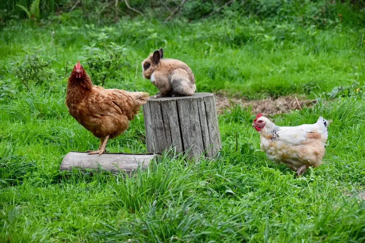 Poules