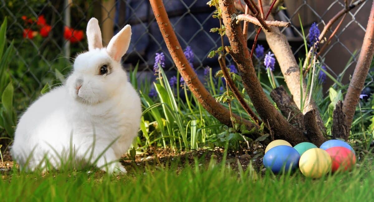 Lapin. Clinique vétérinaire d'Eoures