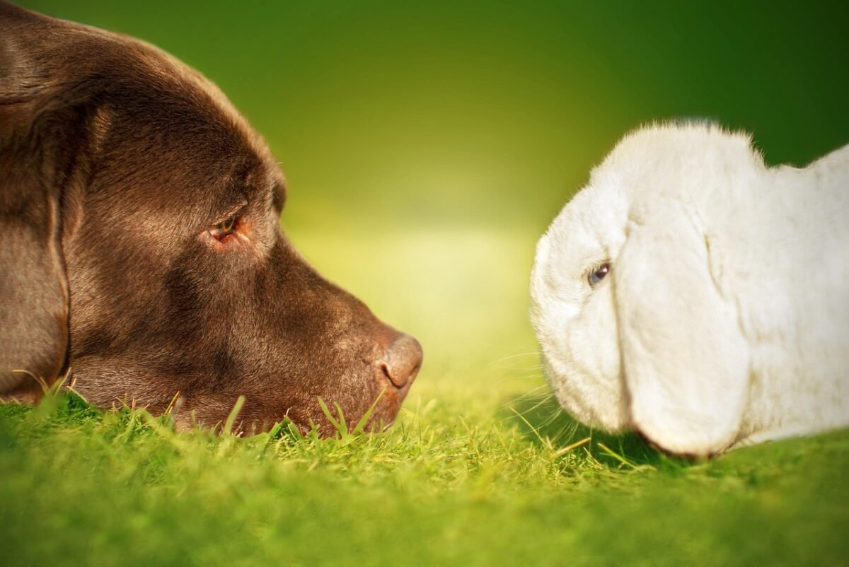 Chien et lapin