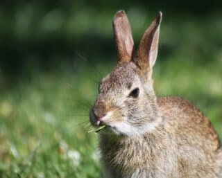 lapin foin
