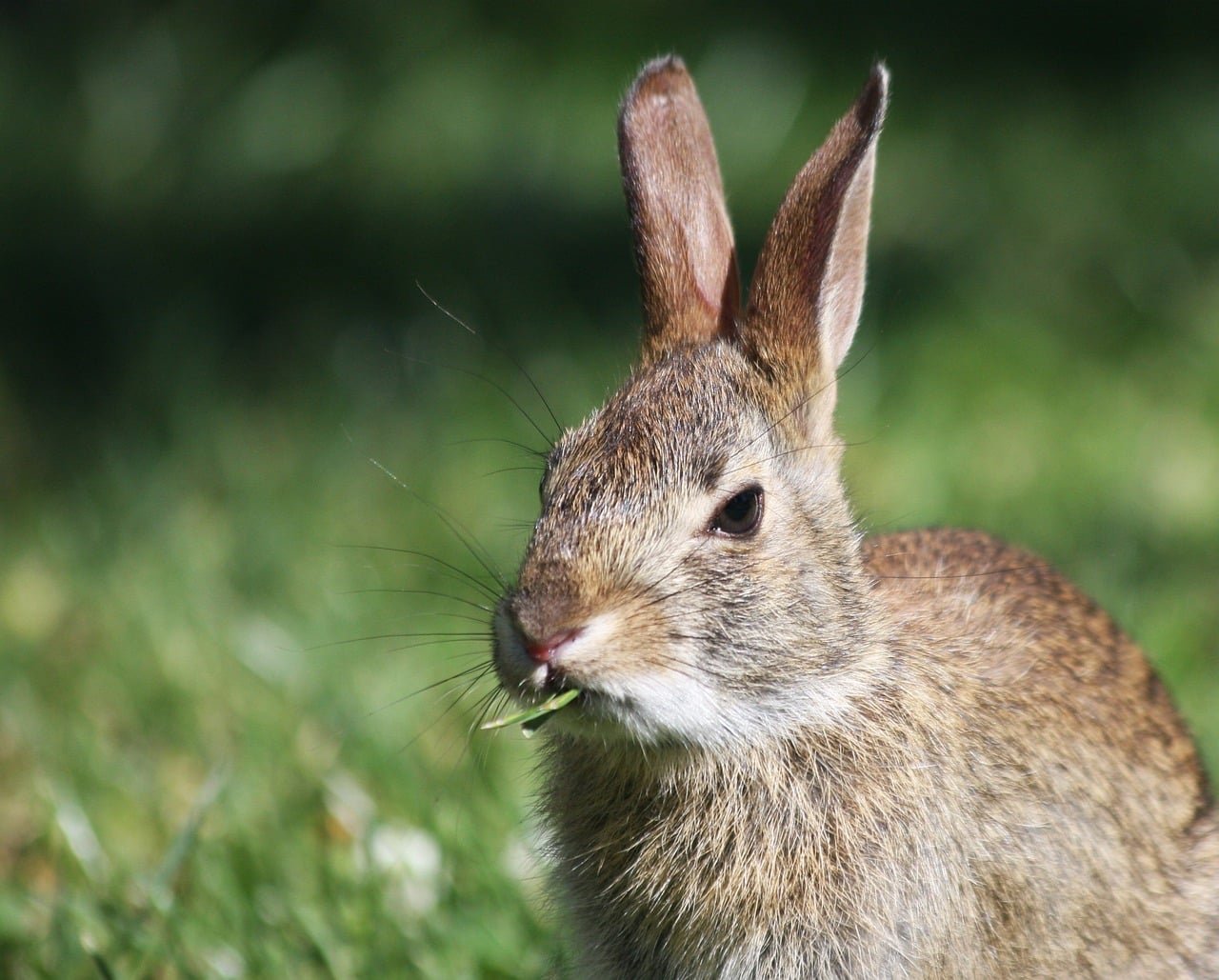 lapin foin