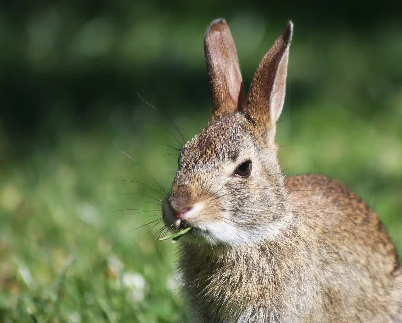 lapin foin