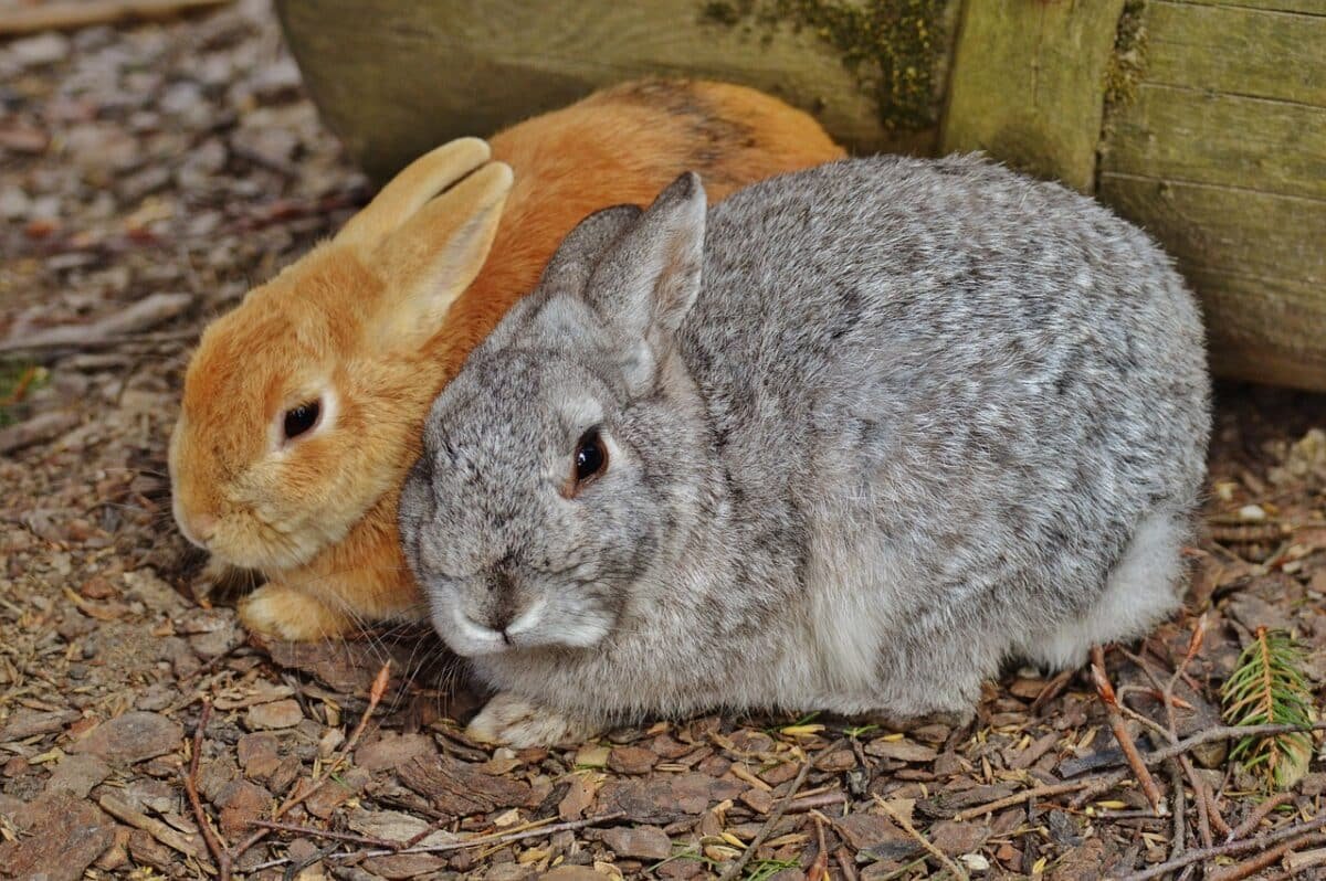 Lapins qui cohabitent à Marseille
