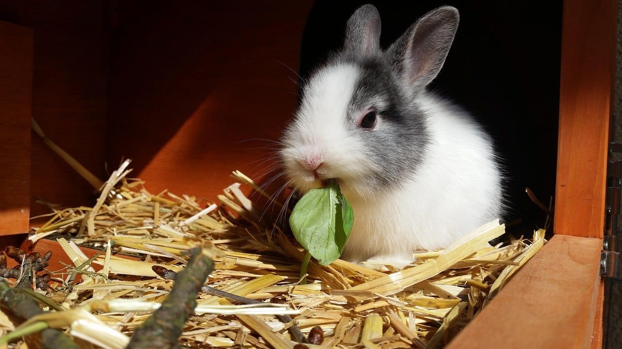 Alimentation du lapin