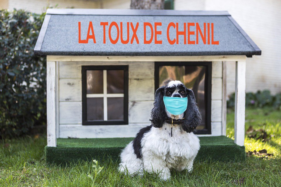 Un Cocker Spaniel noir et blanc portant un masque chirurgical devant sa niche, illustrant la contagiosité de la toux de chenil. Cette maladie respiratoire très contagieuse se transmet par voie aérienne dans les chenils, parcs canins et expositions.