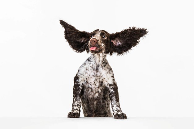 Cocker Spaniel avec grandes oreilles - Hygiène auriculaire canine