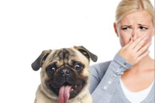 Une femme se bouche le nez face à un carlin dont l'haleine est mauvaise. L'halitose (mauvaise haleine) est souvent le premier signe remarqué par les propriétaires d'une maladie parodontale chez le chien. Un détartrage vétérinaire s'impose.